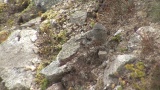 Video of Alpine Accentor - Alpine Accentor finding insects in the top of the mountain.